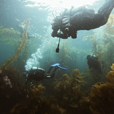 Three scuba divers swimming through an underwater kelp forest.