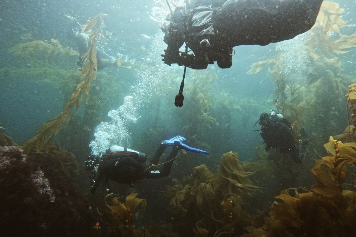 Three scuba divers swimming through an underwater kelp forest.