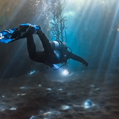 Diver underwater in sunlight, surrounded by kelp and fish.