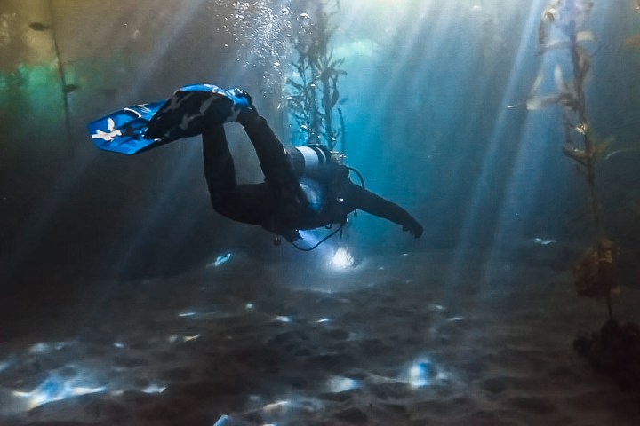 Diver underwater in sunlight, surrounded by kelp and fish.