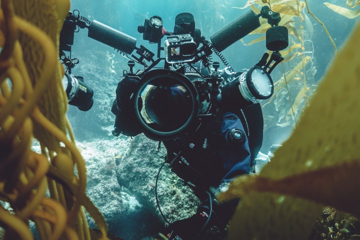 Underwater photographer with camera gear amid kelp forest.