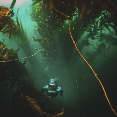 Diver in a kelp forest underwater, surrounded by green and brown seaweed.