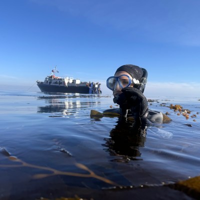 Diver in water near seaweed with a boat visible in the background under a clear blue sky.