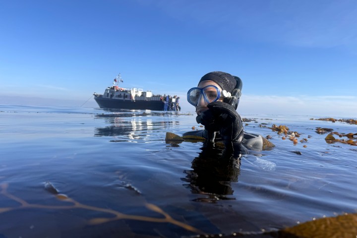Diver in water near seaweed with a boat visible in the background under a clear blue sky.