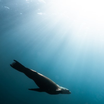 Silhouette of a seal swimming underwater with sunlight rays above.