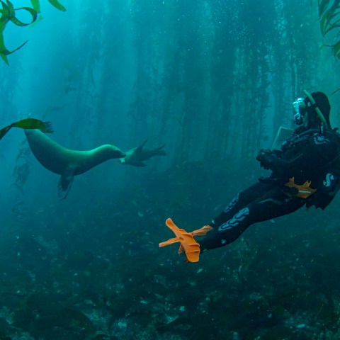 a flock of birds swimming in the water