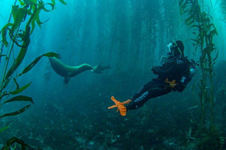 a flock of birds swimming in the water