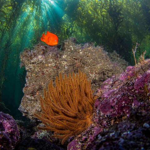 underwater view of a coral
