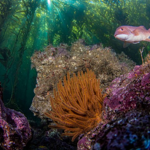 underwater view of a coral
