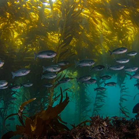 a group of people in the water