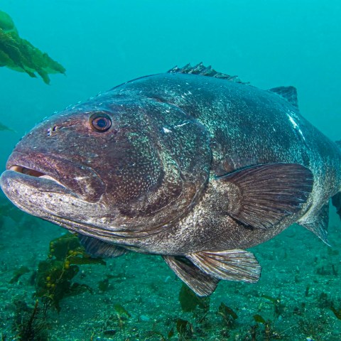 a fish swimming under water