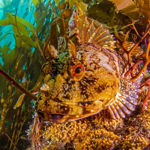 a close up of a flower