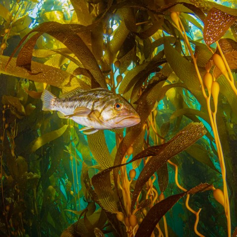 a close up of an animal