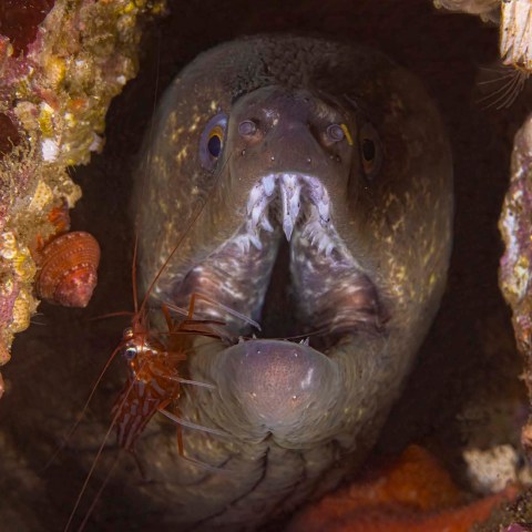 a close up of a fish