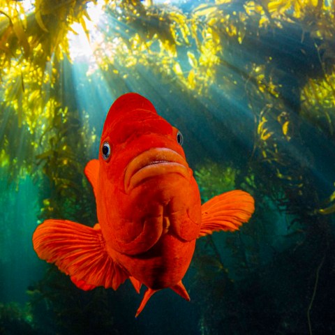 a painting of a coral