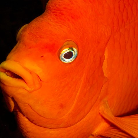 a close up of an orange fish with its mouth open