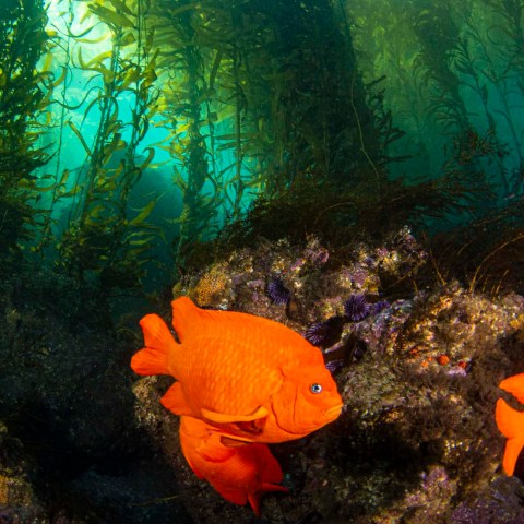 an orange fish in the water