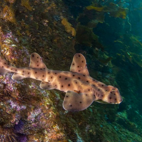 a close up of a fish