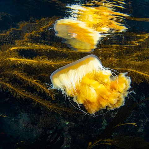 a close up of a flower