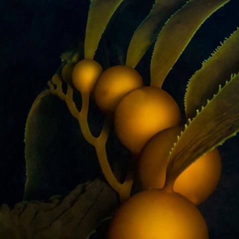 a close up of a plant