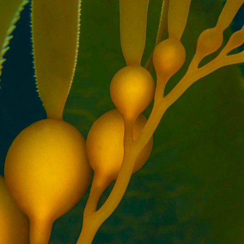 a close up of a flower