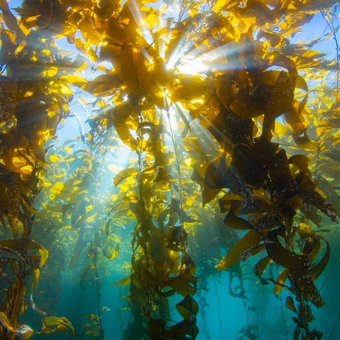 a close up of a tree