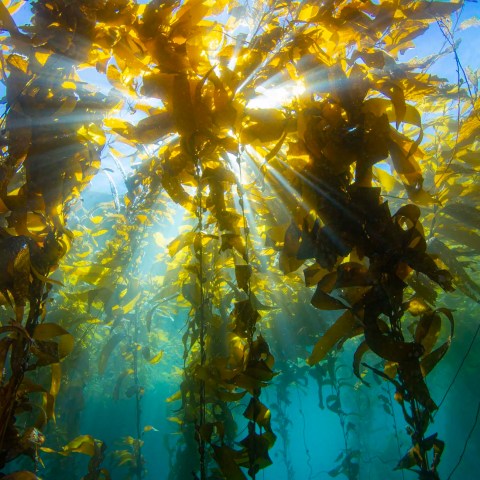 a close up of a tree