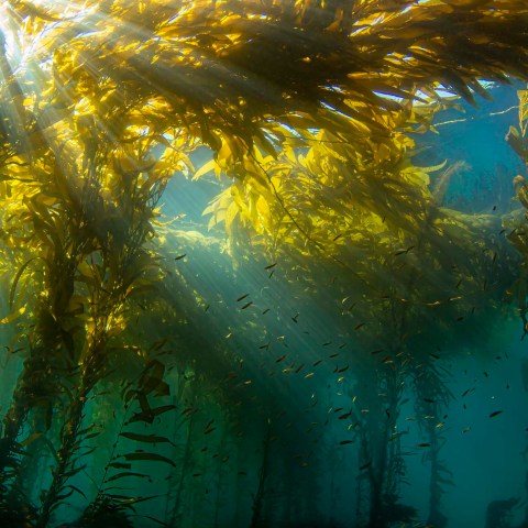 a close up of a pond