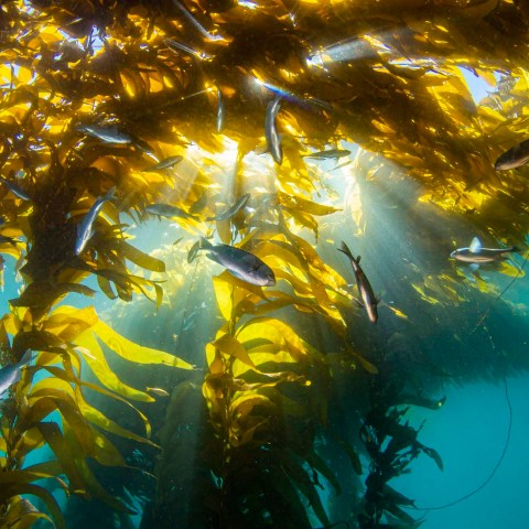 a close up of a tree