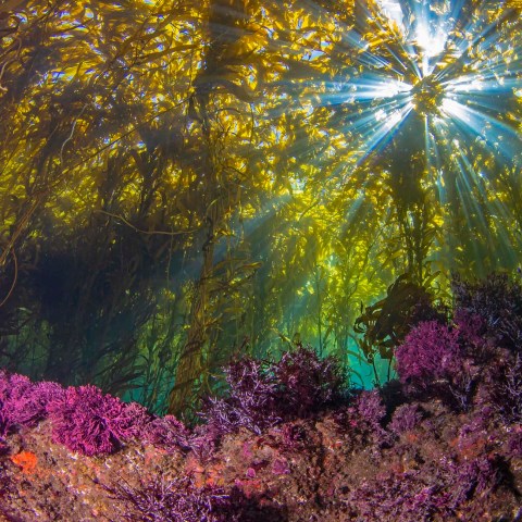 a colorful flower growing from a tree