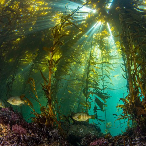 a close up of a tree