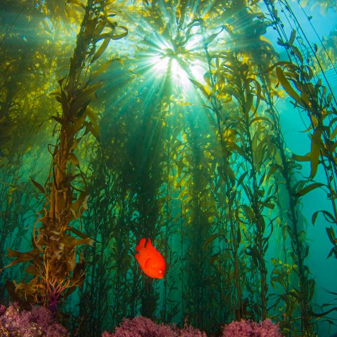 a close up of a tree