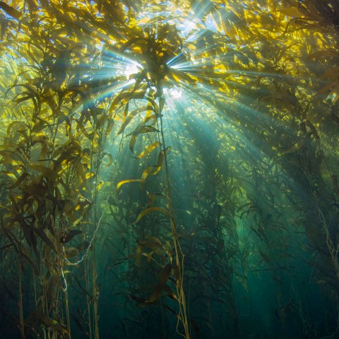 a vase of flowers on a tree