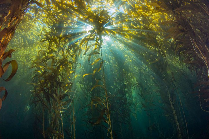a vase of flowers on a tree