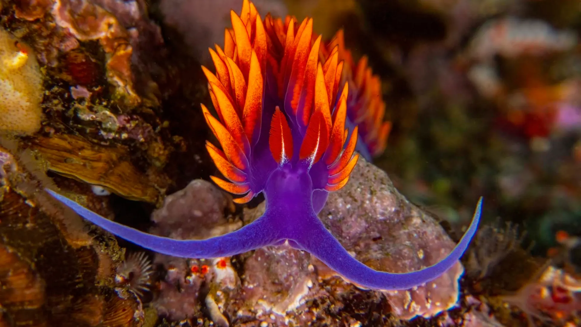 a close up of an animal