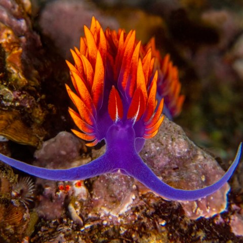 a close up of an animal