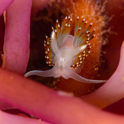 a close up of an animal