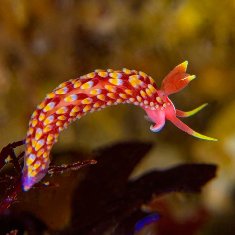 a colorful fish