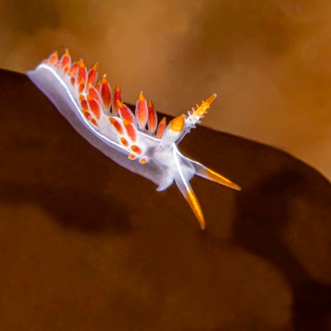 a close up of an animal