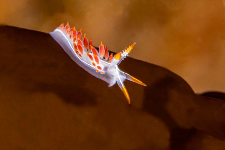 a close up of an animal