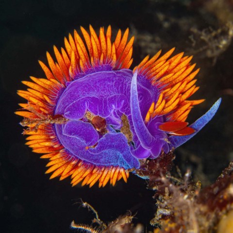 a close up of a flower