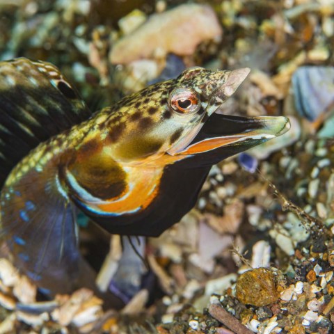 a small bird sitting on a rock