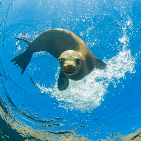 a polar bear swimming in a large body of water