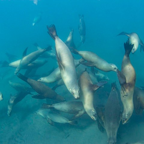 a flock of seagulls flying in the sky
