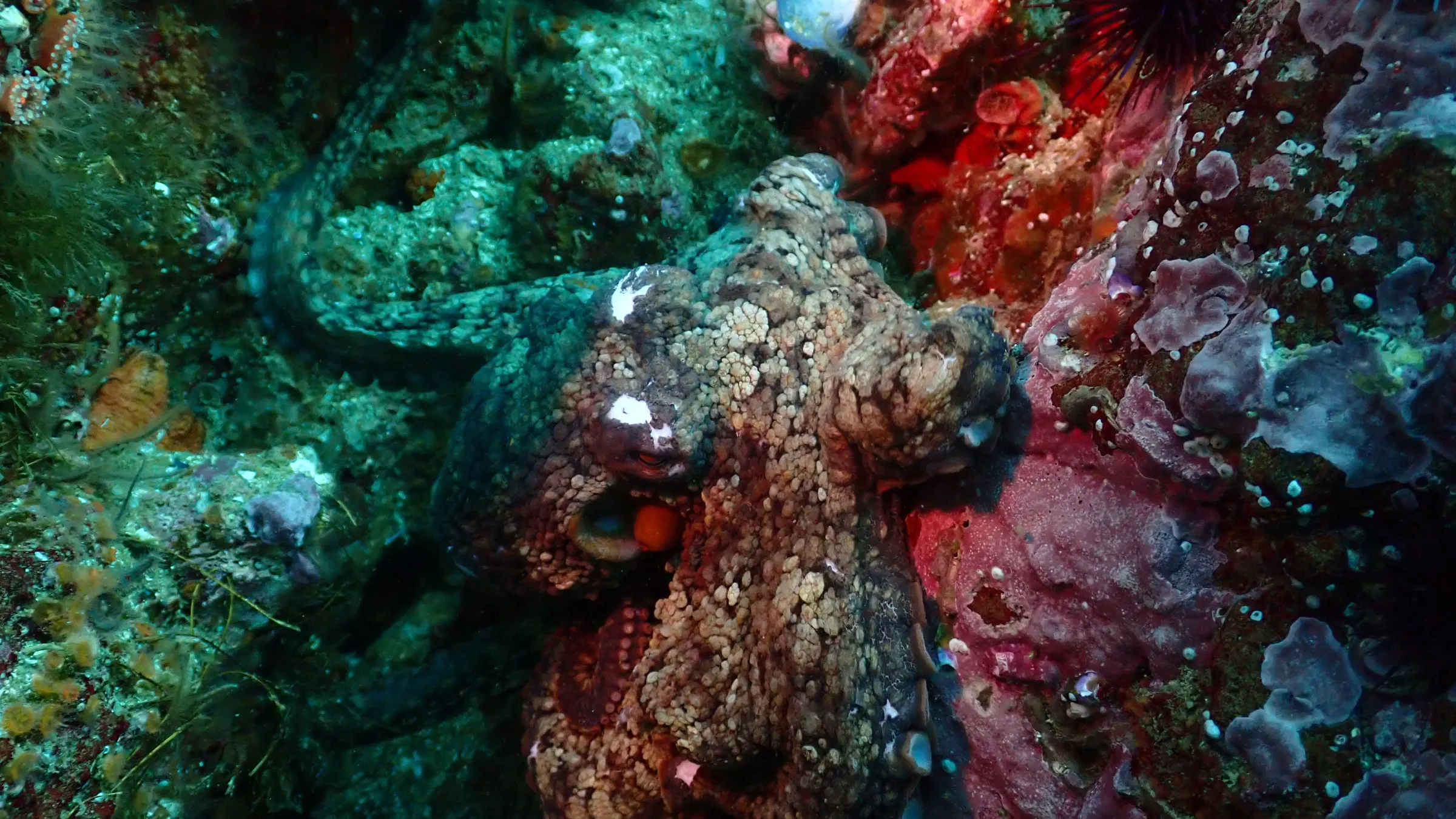 Camouflaged octopus hidden among colorful marine rocks and corals.