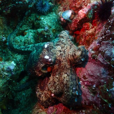 Camouflaged octopus hidden among colorful marine rocks and corals.